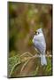 Tufted Titmouse-Gary Carter-Mounted Photographic Print