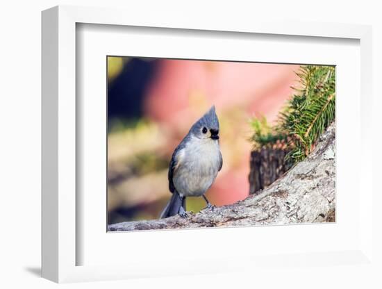 Tufted Titmouse-Gary Carter-Framed Photographic Print