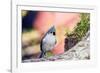 Tufted Titmouse-Gary Carter-Framed Photographic Print