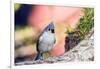 Tufted Titmouse-Gary Carter-Framed Photographic Print