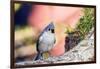 Tufted Titmouse-Gary Carter-Framed Photographic Print