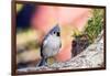 Tufted Titmouse-Gary Carter-Framed Photographic Print