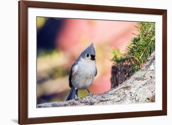 Tufted Titmouse-Gary Carter-Framed Photographic Print