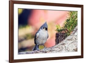 Tufted Titmouse-Gary Carter-Framed Photographic Print