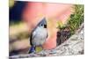 Tufted Titmouse-Gary Carter-Mounted Photographic Print