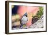 Tufted Titmouse-Gary Carter-Framed Photographic Print