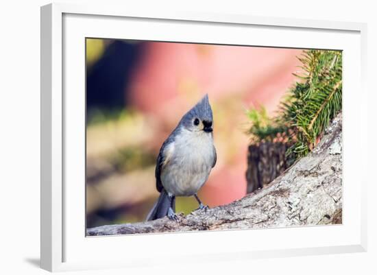 Tufted Titmouse-Gary Carter-Framed Photographic Print