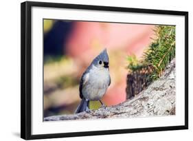 Tufted Titmouse-Gary Carter-Framed Photographic Print