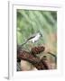 Tufted-Titmouse-Gary Carter-Framed Photographic Print