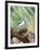 Tufted-Titmouse-Gary Carter-Framed Photographic Print