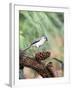 Tufted-Titmouse-Gary Carter-Framed Photographic Print