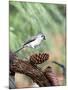 Tufted-Titmouse-Gary Carter-Mounted Photographic Print