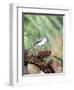 Tufted-Titmouse-Gary Carter-Framed Photographic Print