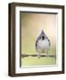 Tufted Titmouse-Gary Carter-Framed Photographic Print