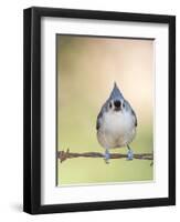 Tufted Titmouse-Gary Carter-Framed Photographic Print