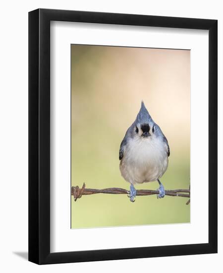 Tufted Titmouse-Gary Carter-Framed Photographic Print