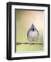 Tufted Titmouse-Gary Carter-Framed Photographic Print