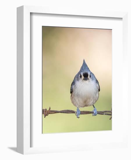 Tufted Titmouse-Gary Carter-Framed Photographic Print