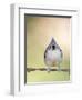 Tufted Titmouse-Gary Carter-Framed Photographic Print