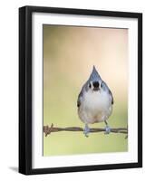 Tufted Titmouse-Gary Carter-Framed Photographic Print