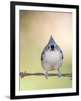 Tufted Titmouse-Gary Carter-Framed Photographic Print