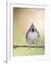 Tufted Titmouse-Gary Carter-Framed Photographic Print