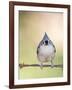 Tufted Titmouse-Gary Carter-Framed Photographic Print