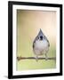 Tufted Titmouse-Gary Carter-Framed Photographic Print