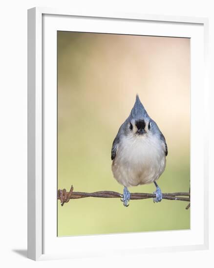 Tufted Titmouse-Gary Carter-Framed Photographic Print