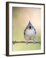 Tufted Titmouse-Gary Carter-Framed Photographic Print