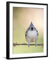 Tufted Titmouse-Gary Carter-Framed Photographic Print