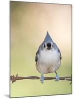 Tufted Titmouse-Gary Carter-Mounted Photographic Print