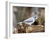 Tufted-Titmouse-Gary Carter-Framed Photographic Print