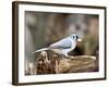 Tufted-Titmouse-Gary Carter-Framed Photographic Print