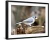 Tufted-Titmouse-Gary Carter-Framed Photographic Print