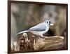 Tufted-Titmouse-Gary Carter-Framed Photographic Print