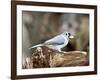 Tufted-Titmouse-Gary Carter-Framed Photographic Print