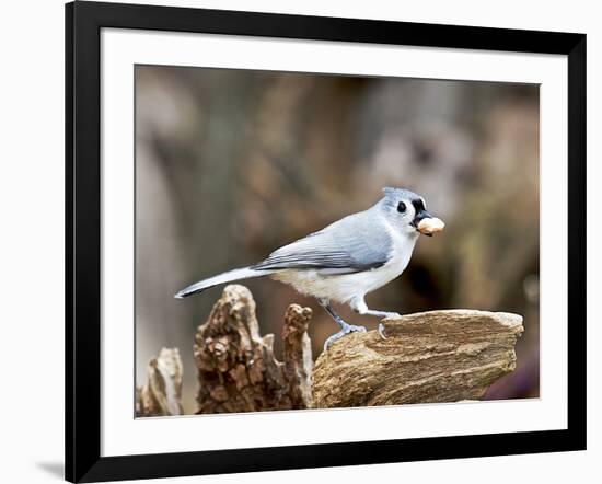 Tufted-Titmouse-Gary Carter-Framed Photographic Print