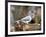 Tufted-Titmouse-Gary Carter-Framed Photographic Print