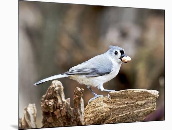 Tufted-Titmouse-Gary Carter-Mounted Photographic Print