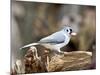 Tufted-Titmouse-Gary Carter-Mounted Photographic Print