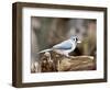 Tufted-Titmouse-Gary Carter-Framed Photographic Print