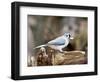 Tufted-Titmouse-Gary Carter-Framed Photographic Print