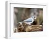 Tufted-Titmouse-Gary Carter-Framed Photographic Print