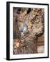 Tufted-Titmouse-Gary Carter-Framed Photographic Print