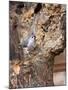 Tufted-Titmouse-Gary Carter-Mounted Photographic Print