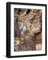 Tufted-Titmouse-Gary Carter-Framed Photographic Print