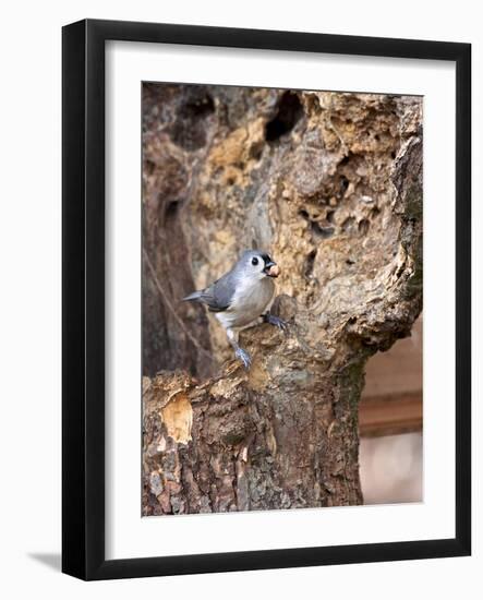 Tufted-Titmouse-Gary Carter-Framed Photographic Print