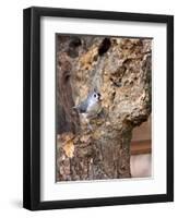 Tufted-Titmouse-Gary Carter-Framed Photographic Print