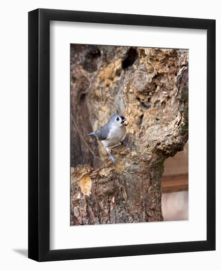 Tufted-Titmouse-Gary Carter-Framed Photographic Print